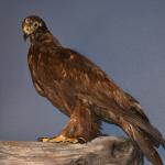 OTRA2013_1954 (July 21, 2013)